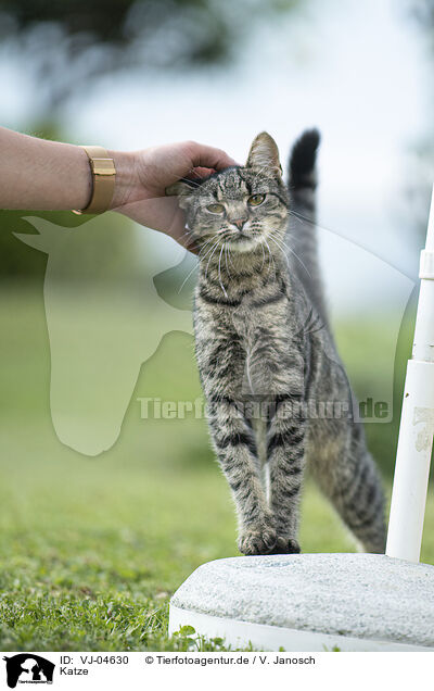 Katze / cat / VJ-04630