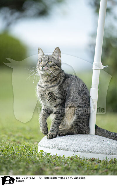Katze / cat / VJ-04632