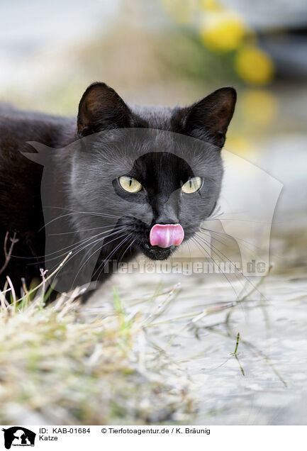 Katze / KAB-01684
