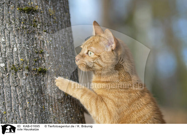 rote Hauskatze / red cat / KAB-01695