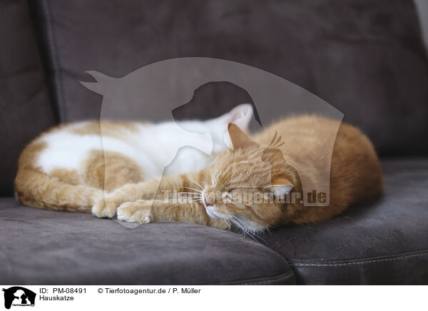 Hauskatze / PM-08491