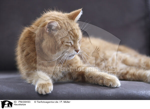 Hauskatze / domestic cat / PM-08493
