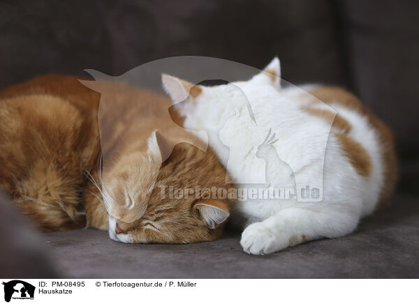 Hauskatze / PM-08495
