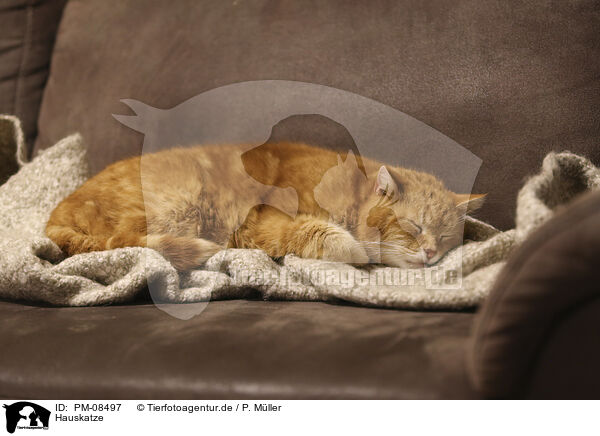 Hauskatze / domestic cat / PM-08497
