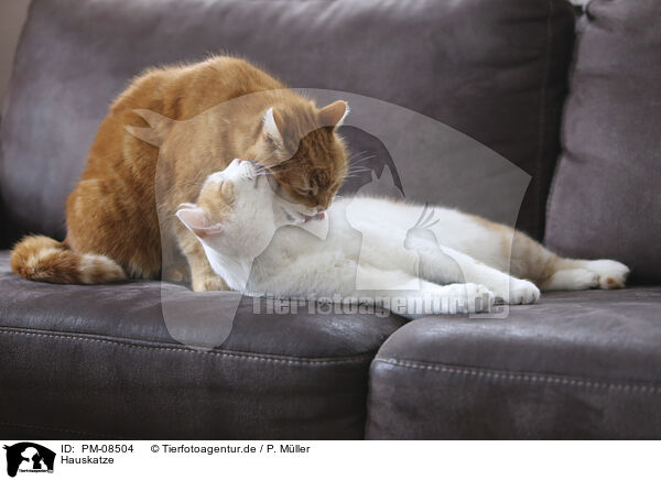 Hauskatze / domestic cat / PM-08504