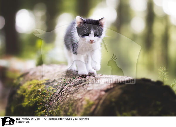 K�tzchen / kitten / MASC-01016