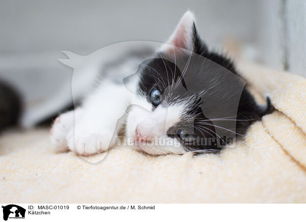 Ktzchen / MASC-01019