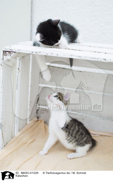 Ktzchen / kitten / MASC-01026