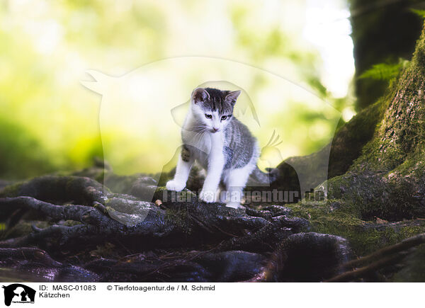 Ktzchen / kitten / MASC-01083