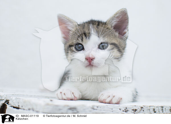 Ktzchen / kitten / MASC-01119