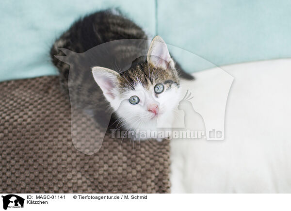 Ktzchen / kitten / MASC-01141