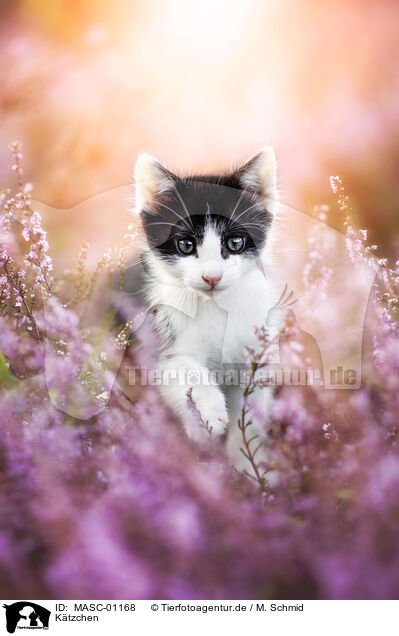 Ktzchen / kitten / MASC-01168