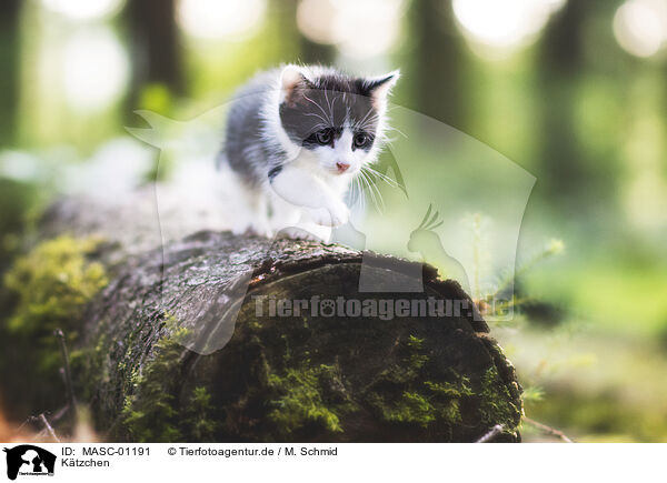 Ktzchen / MASC-01191