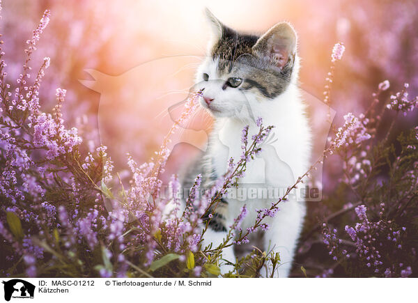 Ktzchen / kitten / MASC-01212