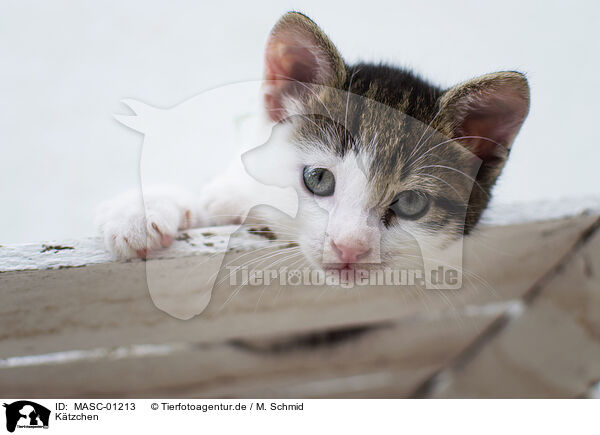 Ktzchen / kitten / MASC-01213