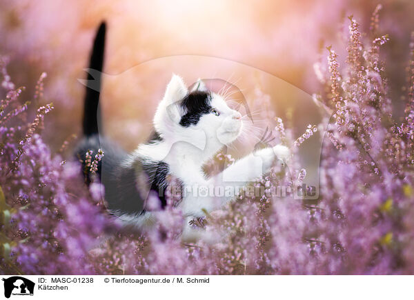 Ktzchen / kitten / MASC-01238