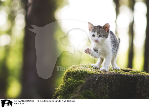 Ktzchen / kitten / MASC-01253