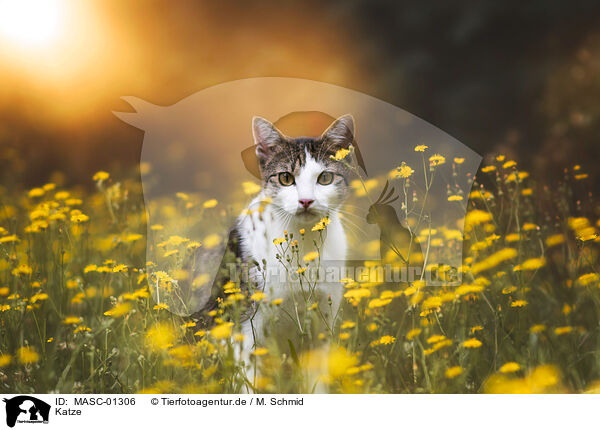 Katze / cat / MASC-01306
