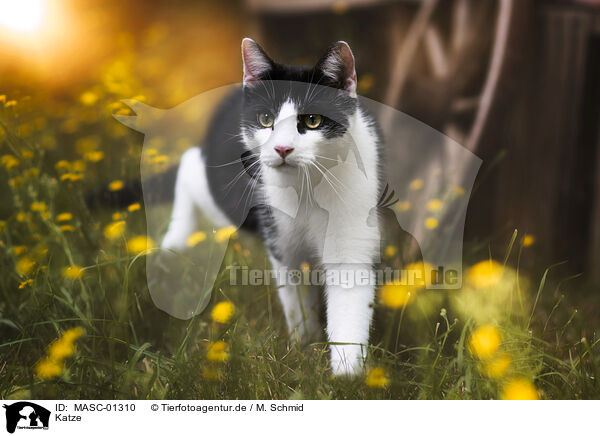 Katze / cat / MASC-01310
