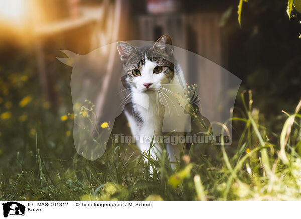 Katze / cat / MASC-01312