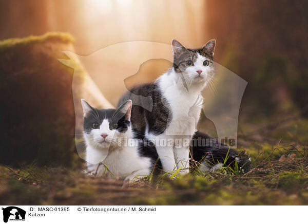 Katzen / cats / MASC-01395
