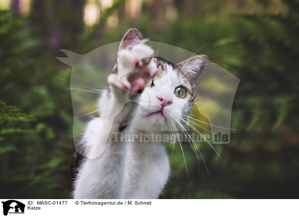 Katze / cat / MASC-01477