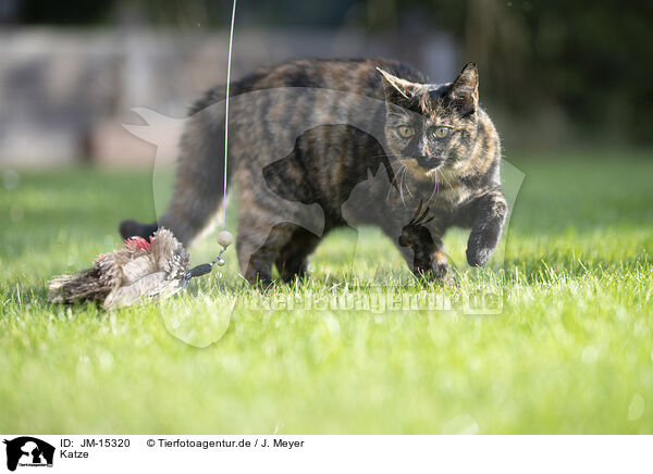 Katze / cat / JM-15320