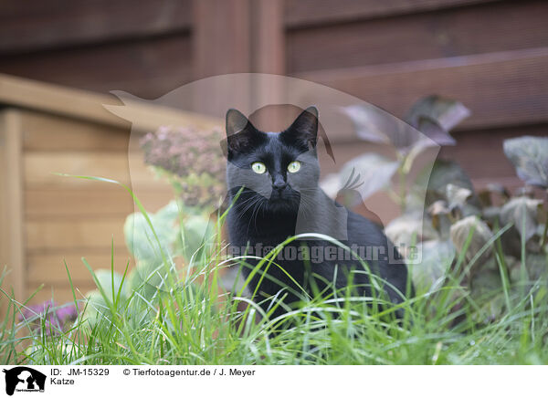 Katze / cat / JM-15329