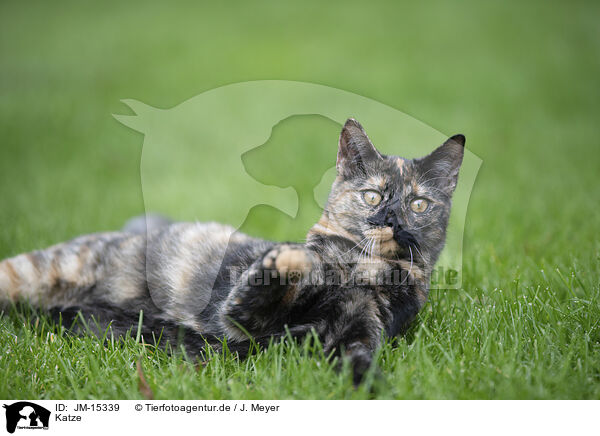 Katze / cat / JM-15339