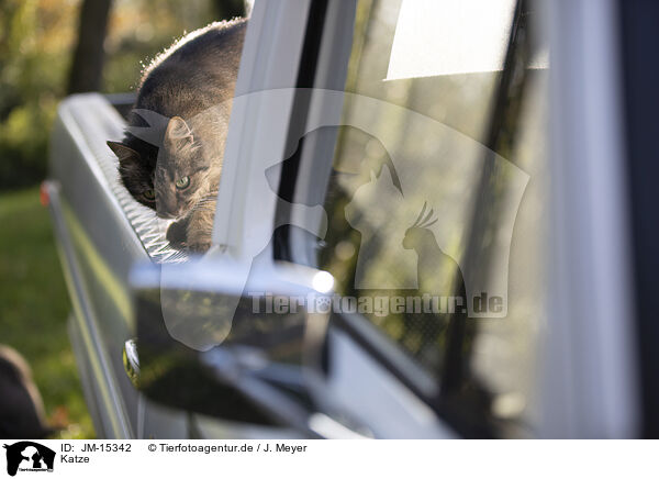 Katze / cat / JM-15342