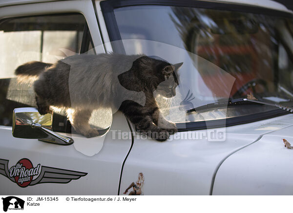 Katze / cat / JM-15345