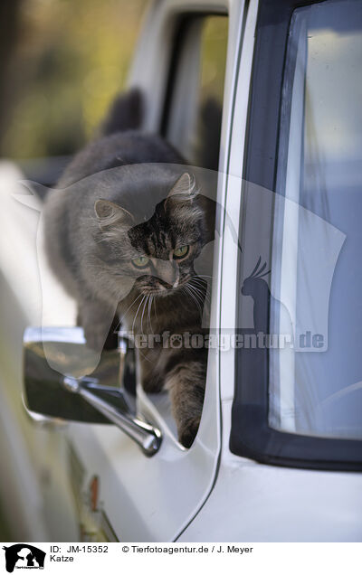 Katze / JM-15352
