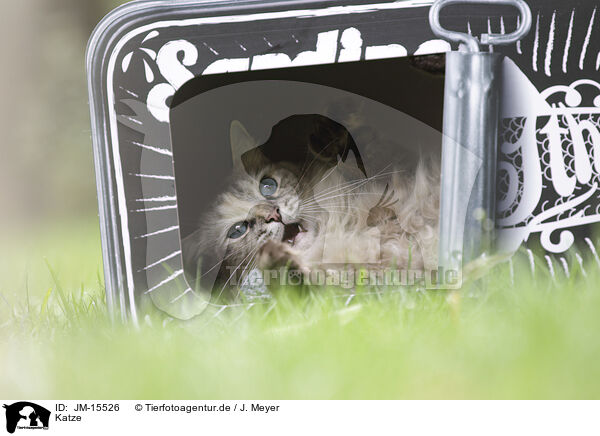 Katze / cat / JM-15526