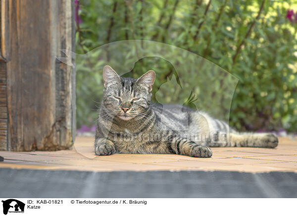 Katze / cat / KAB-01821