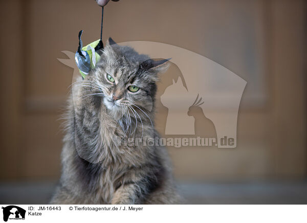 Katze / cat / JM-16443