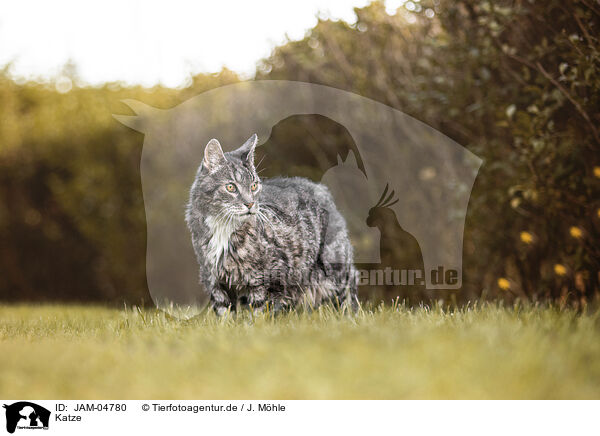 Katze / cat / JAM-04780
