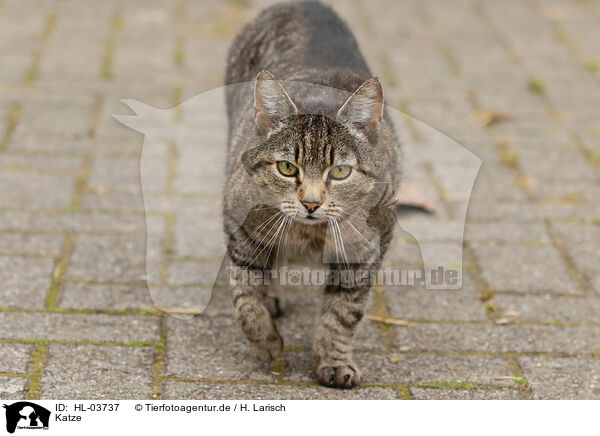 Katze / cat / HL-03737