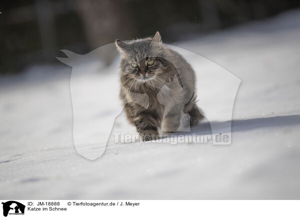 Katze im Schnee / Cat in snow / JM-18888