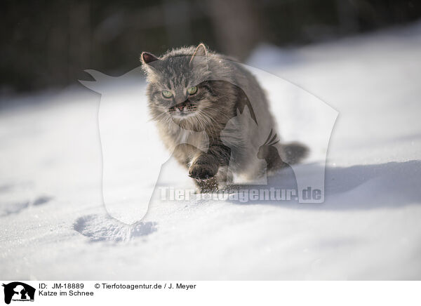 Katze im Schnee / Cat in snow / JM-18889