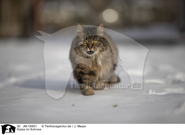 Katze im Schnee / JM-18891