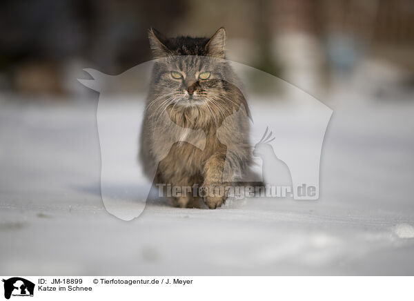 Katze im Schnee / JM-18899