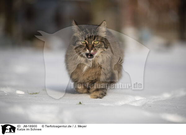 Katze im Schnee / JM-18900