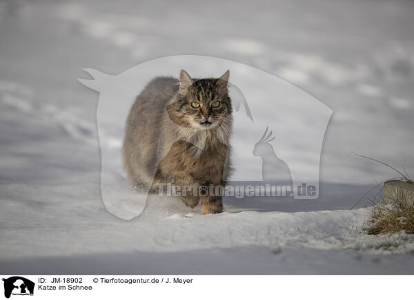 Katze im Schnee / JM-18902