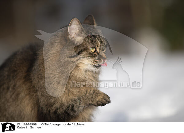 Katze im Schnee / Cat in snow / JM-18908