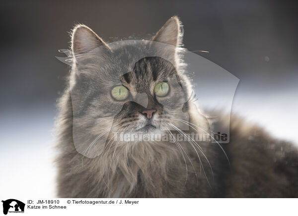 Katze im Schnee / Cat in snow / JM-18910