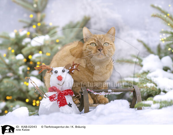rote Katze / red cat / KAB-02043