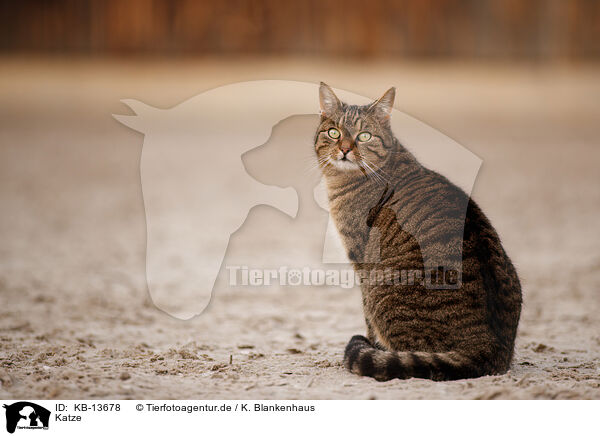 Katze / cat / KB-13678
