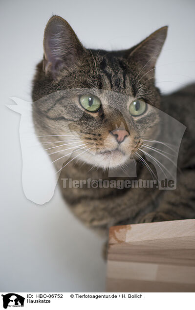 Hauskatze / cat / HBO-06752