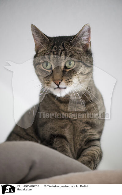 Hauskatze / cat / HBO-06753