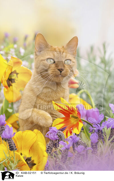 Katze / cat / KAB-02151